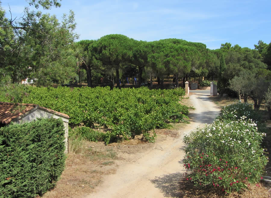 Les vignes de l’arrière-pays